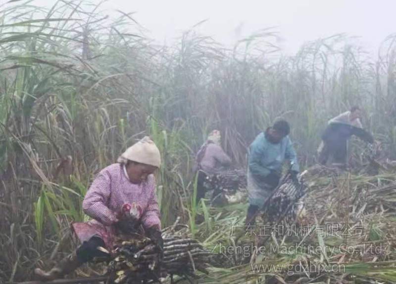 甘蔗機械化生產(chǎn)收獲 降低種植成本提高效益