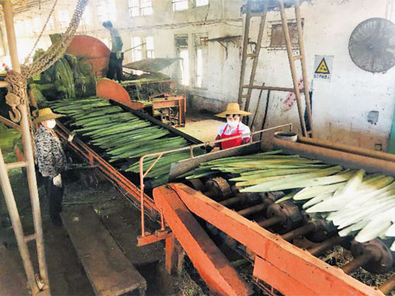 劍麻刮麻機_刮麻機_自動(dòng)麻刮麻機_劍麻刮麻設備_劍麻纖維刮麻機_劍麻刮麻機_刮麻生產(chǎn)線(xiàn)_纖維提取加工設備
