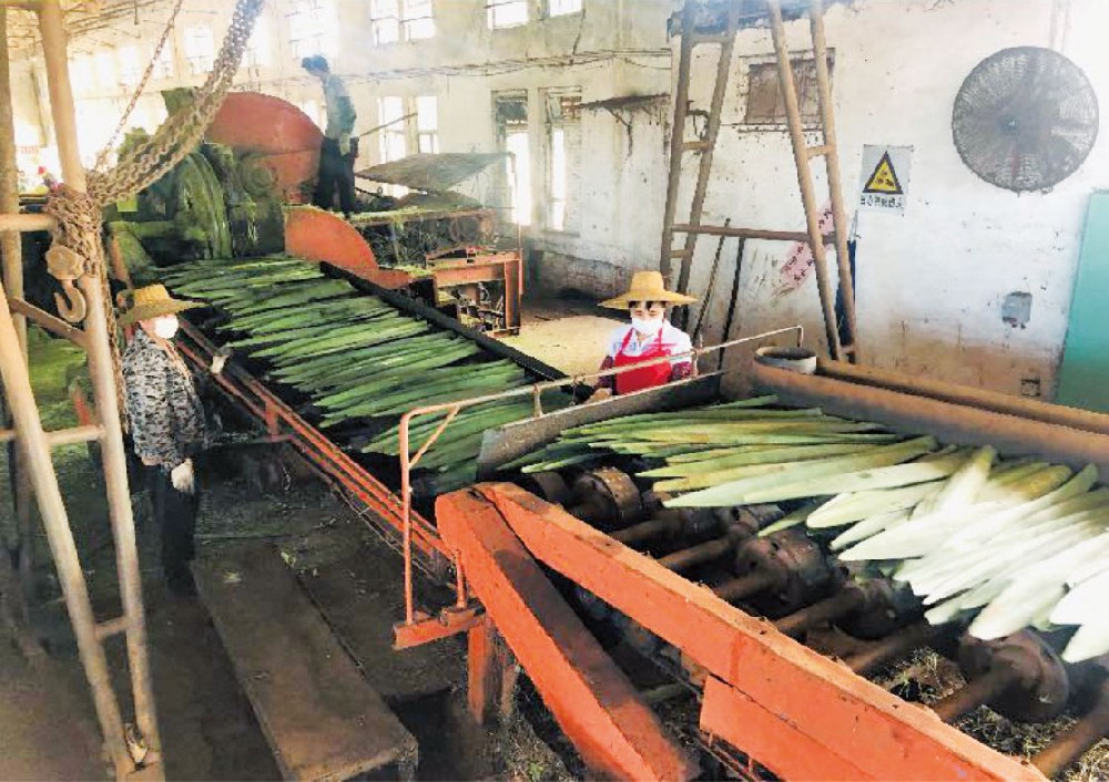 劍麻刮麻機_刮麻機_自動(dòng)麻刮麻機_劍麻刮麻設備_劍麻纖維刮麻機_劍麻刮麻機_刮麻生產(chǎn)線(xiàn)_纖維提取加工設備_劍麻加工設備